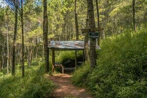 de sätt på de tall skog den där gående till topp berg när sommar tid. de Foto är lämplig till använda sig av för äventyr innehåll media, natur affisch och skog bakgrund.