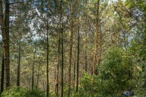 de sätt på de tall skog den där gående till topp berg när sommar tid. de Foto är lämplig till använda sig av för äventyr innehåll media, natur affisch och skog bakgrund.