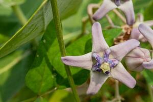 lila och violett blomma knoppar när är blomma på de vår tid. de Foto är lämplig till använda sig av för botanisk blomma innehåll media och natur bakgrund.