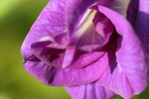 skön blå blomma närbild makro Foto