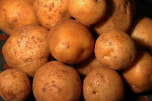 en massa av potatisar på trä- bakgrund. skörda av potatisar. grönsaker för en friska diet. foto