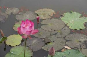 årgång stil lotus damm för bakgrund foto
