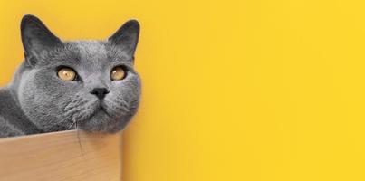 katt på gul bakgrund foto