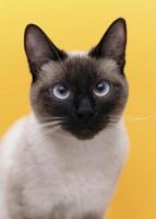 siamesisk katt med blå ögon foto
