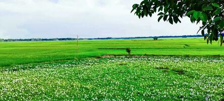 hyacint blommor och ris fält, naturlig se av ris fält och grön träd, naturlig se av ris fält och grön träd över de sjö dricka, landskap med gräs och träd, ris fält Foto blå himmel