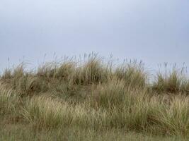 marram gräs på sand sanddyner med en blå himmel bakgrund foto