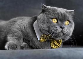 söt grå katt som bär gul fluga foto