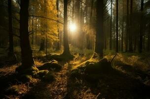 skog Sol strålar solnedgång. generera ai foto