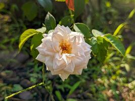 en stänga upp av rosa chinensis blomma. känd vanligen som de Kina reste sig, kinesisk reste sig, eller bengal reste sig. en medlem av de släkte rosa. för blomma bakgrund eller tapet foto