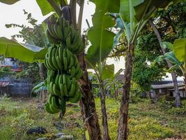 en grön banan fortfarande hängande på en träd foto