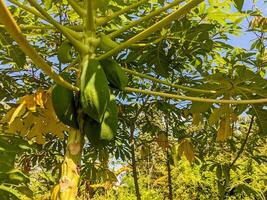 en papaya frukt fortfarande hängande på de träd foto