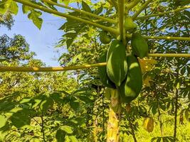 en papaya frukt fortfarande hängande på de träd foto