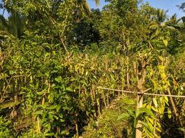 en vanilj plantage i blitar, indonesien foto