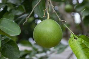 grön pomelo citrus- grandis pomelos är de största frukt apelsiner. dessa frukt ha vitamin c och är relativt sjukdom resistent foto