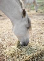 sidovy av hästen äter hö på gården foto