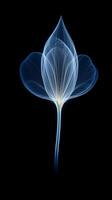 x - stråle Foto av transparent lotus knopp, vit och kunglig blå. ai generativ