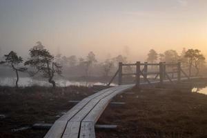 soluppgång vid träsk med små tallar täckta tidigt på morgonen foto