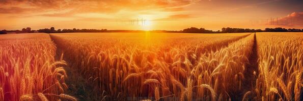 skön färgrik naturlig panorama- landskap med en fält av mogen vete i de strålar av miljö Sol. naturlig solnedgång i gyllene och rosa färger. ai generativ foto