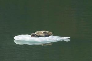 hamntätning med baby på isberget i tracy arm Alaska