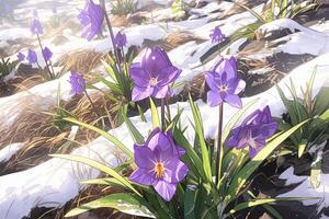 vår landskap med först blommor lila krokusar på de snö i natur i de strålar av solljus. ai generativ foto