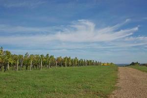 druvor i vingården i södra Frankrike i Provence foto