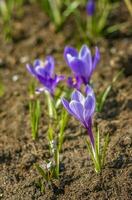 primula och krokusar i vår i en clearing i de skog. vår är pånyttfödd i de skog. foto