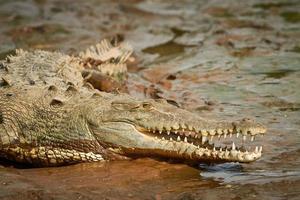 krokodil med öppen mun som ligger i leran vid kanten av floden foto