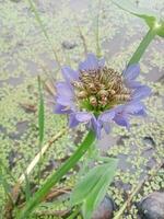 monochoria hastata, tapet, skön blomma, skönhet natur foto