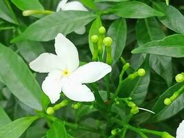 lyckohjul blomma, tapet, skönhet blomma foto