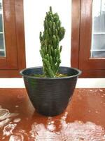 kaktus i en svart pott foto