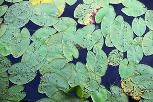 topp se av grön vatten lilja löv i en damm. lotus blomma bakgrund foto