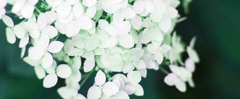 vit hortensia blomma med kopia Plats på en grön löv bakgrund i de trädgård foto