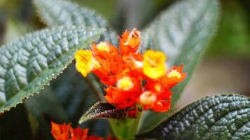 orange blomma eller krysothemis pulchella foto