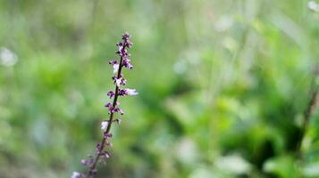 skön plectranthus rotundifolius blomma i de trädgård foto