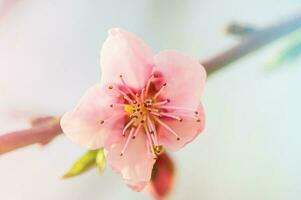 rosa persika blomma på en gren, mjuk fokus. vår naturlig bakgrund. foto