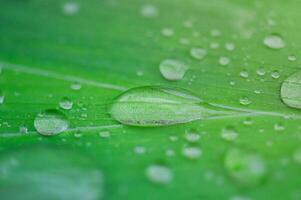 makro Foto av vatten droppar på en grön blad. naturlig grön bakgrund efter regn.