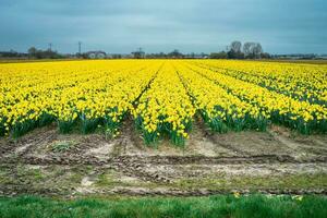 gul blommor på de fält i Lisse, de nederländerna. foto