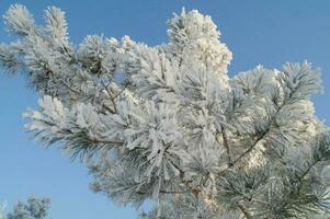 frost på en gren, vit frost kristaller på en gren foto