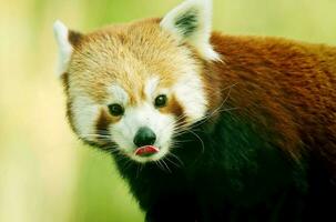 panda röd panda Björn hårig däggdjur djur- röd foto