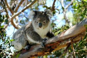 koala pungdjur djur- vild däggdjur päls Zoo foto