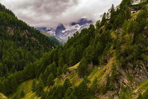 väg genom de alpina skogarna i Sölden