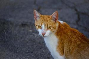 närbild av en röd och vit katt på gatan foto