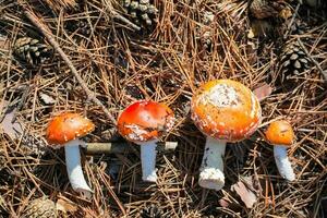 färsk skära amanita på skog nålar i solljus. samling av svamp för mikrodosering. alternativ medicin foto