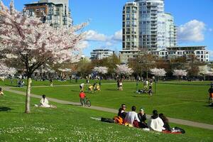 människor njut av parkera på solig dag. skön körsbär blomma på bakgrund. vancouver, före Kristus, Kanada. David lam parkera. april 04, 2021 foto