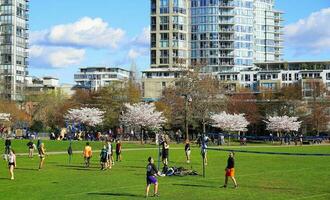 människor njut av parkera på solig dag. skön körsbär blomma på bakgrund. vancouver, före Kristus, Kanada. David lam parkera. april 04, 2021 foto