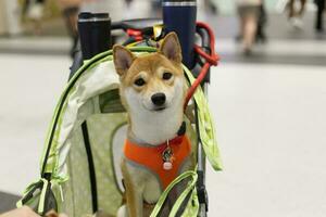 stänga upp härlig vit brun shiba inu hund ser upp med söt ansikte i de hund vagn foto