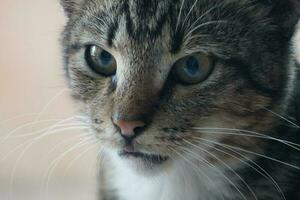 närbild av en inhemsk kattens ansikte foto