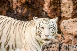 vit tiger i djurparken foto