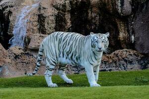 vit tiger i djurparken foto