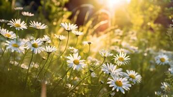 kamomill blommor i äng, vår eller sommar natur begrepp med blomning tusensköna, generativ ai teknologi foto